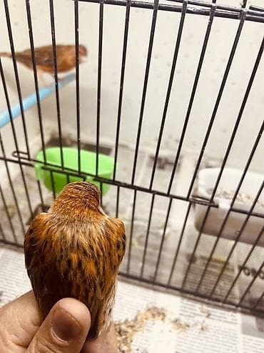 Цветные канарейки породы ( красный агат шимель) окольцованы 2025 год at lalafo.kg Цветные канарейки породы ( красный агат шимель) окольцованы 2025 год