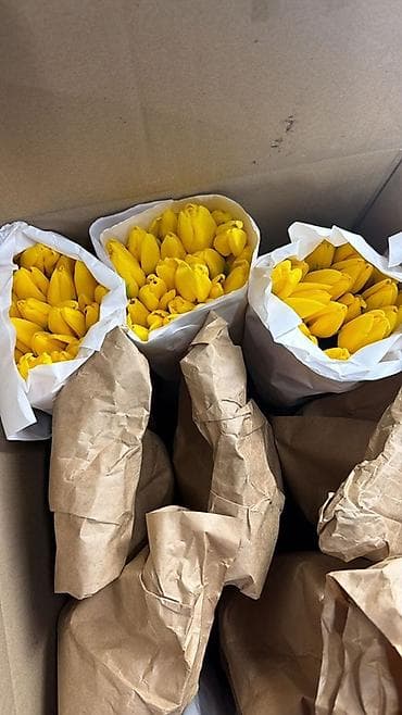 Бонбоньерки: Тюльпаны срезанные, свежие, плотный бутон. - Цвета: ярко-розовый и at lalafo.kg — 3 Бонбоньерки: Тюльпаны срезанные, свежие, плотный бутон. - Цвета: ярко-розовый и — 3