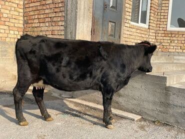 Продаю | Корова (самка) | Для молока | Привязанные at lalafo.kg Продаю | Корова (самка) | Для молока | Привязанные