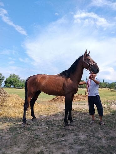 Продаю | Жеребец | Конный спорт at lalafo.kg Продаю | Жеребец | Конный спорт