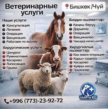 Ветеринарный врач 24/7 кызматтабыз (Бишкек/Чуй) Спектр услуг: - at lalafo.kg Ветеринарный врач 24/7 кызматтабыз (Бишкек/Чуй) Спектр услуг: -