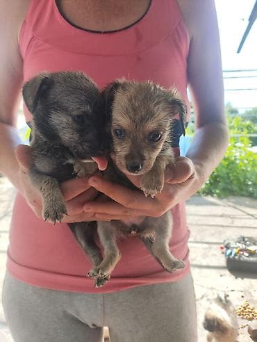 Щенки той терьер два кобелька одна сучка привитые обработаны возраст 1 at lalafo.kg Щенки той терьер два кобелька одна сучка привитые обработаны возраст 1