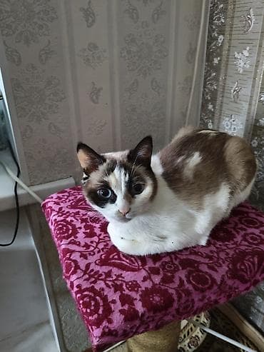 Найдена : Девочка, Биколор at lalafo.kg Найдена : Девочка, Биколор