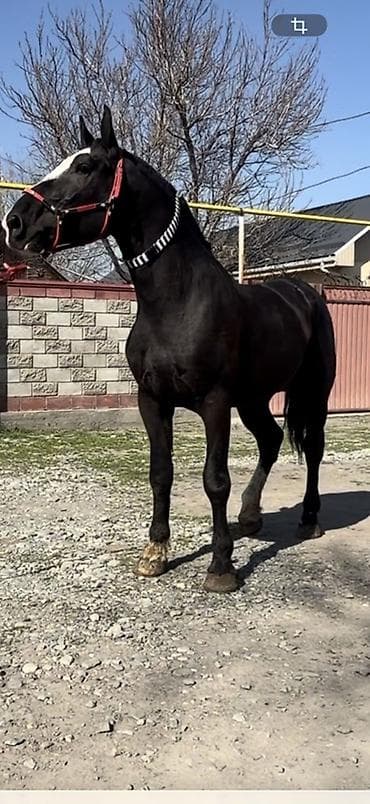 Продаю | Конь (самец), Жеребец at lalafo.kg Продаю | Конь (самец), Жеребец