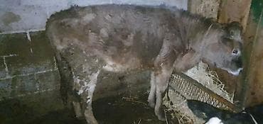 Продаю | Бык (самец) | Швицкая | На откорм | Искусственник at lalafo.kg Продаю | Бык (самец) | Швицкая | На откорм | Искусственник