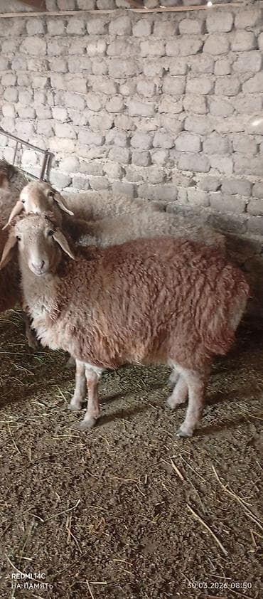 Продаю | Баран (самец) | Гиссарская at lalafo.kg Продаю | Баран (самец) | Гиссарская