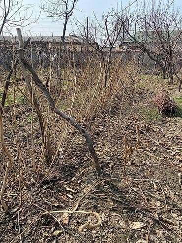 Продам саженцы at lalafo.kg Продам саженцы