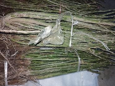 🌹 Продаю саженцы роз! Продаются свежие и здоровые саженцы роз, готовые at lalafo.kg 🌹 Продаю саженцы роз! Продаются свежие и здоровые саженцы роз, готовые