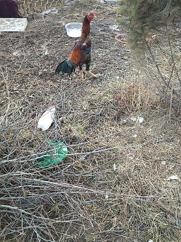 Продаю | Петух | Бойцовая | Для разведения at lalafo.kg Продаю | Петух | Бойцовая | Для разведения