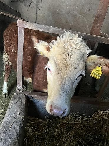 Продается телочка 7-8 месяцев
Порода герефордскую at lalafo.kg Продается телочка 7-8 месяцев
Порода герефордскую