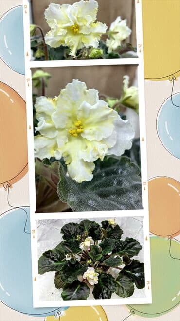 В продаже взрослые фиалки (цветущие и не цветущие 250-350)детки at lalafo.kg В продаже взрослые фиалки (цветущие и не цветущие 250-350)детки