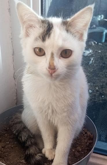 В районе Васильева (Кызыл-Кийская) пропала наша любимая кошечка at lalafo.kg — 1 В районе Васильева (Кызыл-Кийская) пропала наша любимая кошечка — 1