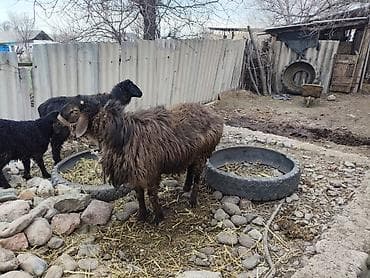 Продаю | Овца (самка) | Для разведения | Матка at lalafo.kg Продаю | Овца (самка) | Для разведения | Матка
