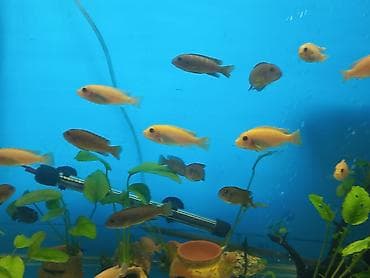 Продаю подростков псевдотрофеусов at lalafo.kg Продаю подростков псевдотрофеусов