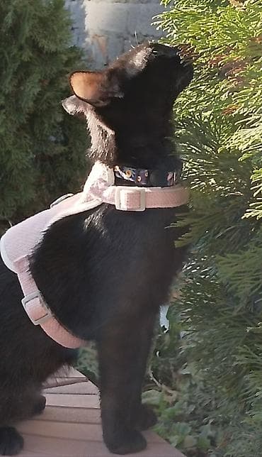 🐾 Чёрный котёнок в добрые и ответственные руки 🖤 Ищем любящую семью at lalafo.kg 🐾 Чёрный котёнок в добрые и ответственные руки 🖤 Ищем любящую семью