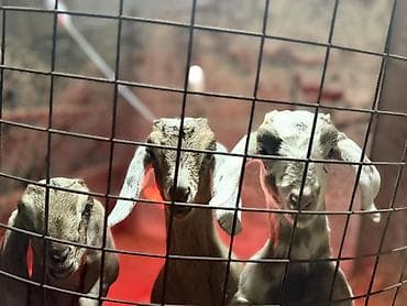 Продаю | Козлёнок | Нубийская | Для разведения | Племенные at lalafo.kg Продаю | Козлёнок | Нубийская | Для разведения | Племенные