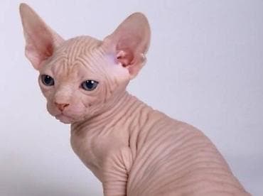 Котята донского сфинкса - Порода: донской сфинкс (бесшёрстные кошки с at lalafo.kg Котята донского сфинкса - Порода: донской сфинкс (бесшёрстные кошки с