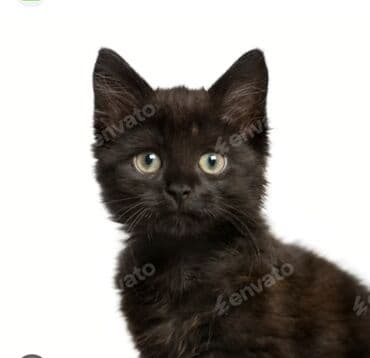 Скотиш Страйт (Шотландская прямоухая), 3 месяца, Мальчик, Черный, Метис, Приучена к лотку, Проглистована at lalafo.kg Скотиш Страйт (Шотландская прямоухая), 3 месяца, Мальчик, Черный, Метис, Приучена к лотку, Проглистована