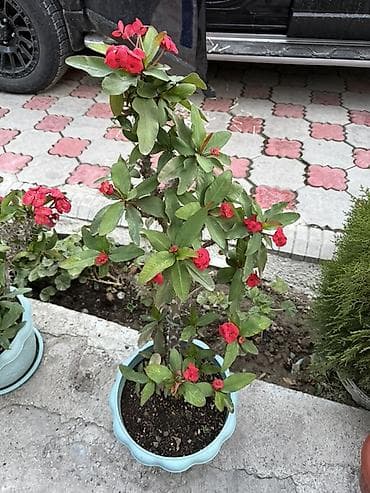 Молочай Милля (Euphorbia milii) в горшке - Компактный кустарник с at lalafo.kg Молочай Милля (Euphorbia milii) в горшке - Компактный кустарник с