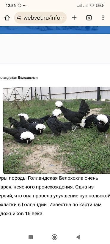 Продаю | Куры | Для разведения at lalafo.kg Продаю | Куры | Для разведения