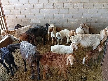 Продаю | Коза (самка) | Для разведения at lalafo.kg Продаю | Коза (самка) | Для разведения