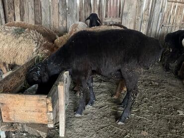 Продаю | Овца (самка) | Полукровка | Для разведения | Матка at lalafo.kg Продаю | Овца (самка) | Полукровка | Для разведения | Матка