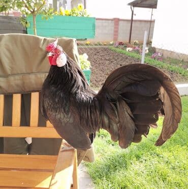 Продаю ЧЁРНЫЕ БЕНТАМКИ! at lalafo.kg Продаю ЧЁРНЫЕ БЕНТАМКИ!