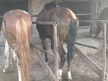 Продаю | Жеребец | Рабочий at lalafo.kg Продаю | Жеребец | Рабочий