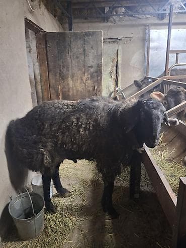 Продаю | Баран (самец) | На забой, Для разведения, Для шерсти | Племенные, Осеменитель at lalafo.kg Продаю | Баран (самец) | На забой, Для разведения, Для шерсти | Племенные, Осеменитель