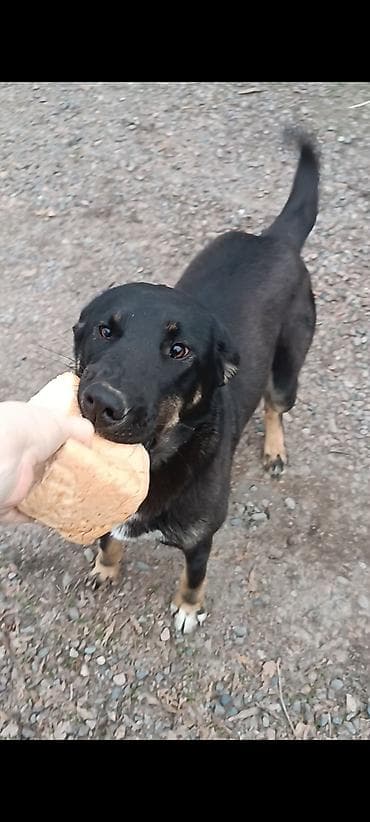 Собака даром: 1 год, Самка at lalafo.kg Собака даром: 1 год, Самка