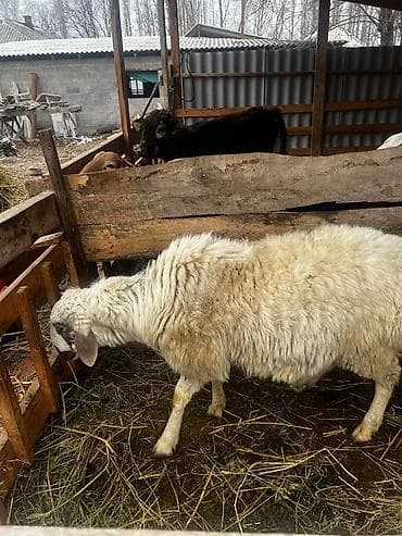 Продаю | Баран (самец) | Для разведения | Племенные, Осеменитель at lalafo.kg Продаю | Баран (самец) | Для разведения | Племенные, Осеменитель