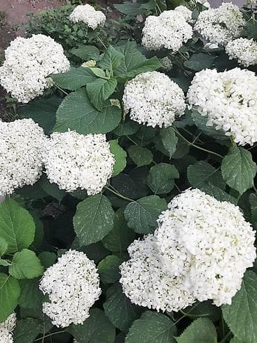 Рассада цветка: Гортензии, Самовывоз at lalafo.kg Рассада цветка: Гортензии, Самовывоз