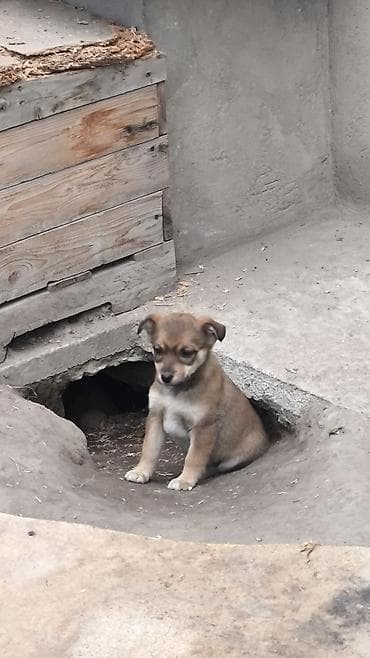 Щенки, 4 шт: 2 девочки и 2 мальчика, ищут новый дом - Милые at lalafo.kg Щенки, 4 шт: 2 девочки и 2 мальчика, ищут новый дом - Милые