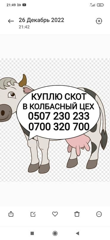 Покупаем в колбасный цех скот в частный колбасный at lalafo.kg Покупаем в колбасный цех скот в частный колбасный