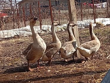 Мускус өрдөк эти: Гуси (порода китайская/лебединая, коричнево‑бурый окрас) - Крупные lalafo.kg да — 8 Мускус өрдөк эти: Гуси (порода китайская/лебединая, коричнево‑бурый окрас) - Крупные — 8