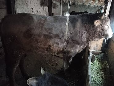 Продаю | Бык (самец) | Швицкая | На забой at lalafo.kg Продаю | Бык (самец) | Швицкая | На забой