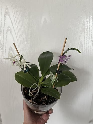 Аглаонемалар: Орхидея Phalaenopsis Tetraspis C2 в прозрачном кашпо. - Компактный lalafo.kg да — 3 Аглаонемалар: Орхидея Phalaenopsis Tetraspis C2 в прозрачном кашпо. - Компактный — 3