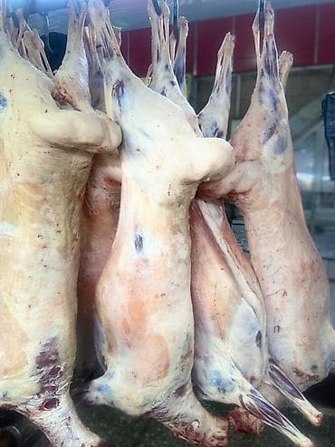 -ПРОДАЮ МЯСО БАРАНИНЫ. -ТУША ЦЕЛИКОМ at lalafo.kg -ПРОДАЮ МЯСО БАРАНИНЫ. -ТУША ЦЕЛИКОМ