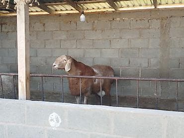 Продаю | Козёл (самец) | Нубийская | Для разведения | Племенные at lalafo.kg Продаю | Козёл (самец) | Нубийская | Для разведения | Племенные