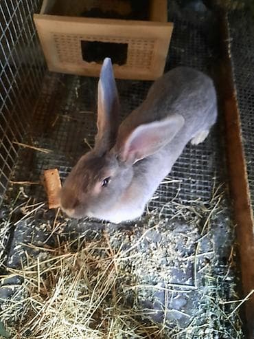 Продаю | Крольчиха (самка) at lalafo.kg Продаю | Крольчиха (самка)