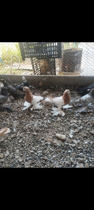 Ковролин: Пара нават lalafo.kg да — 1 Ковролин: Пара нават — 1