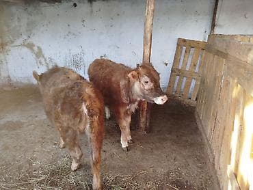 Продаю | Тёлка | Для разведения, На откорм at lalafo.kg Продаю | Тёлка | Для разведения, На откорм