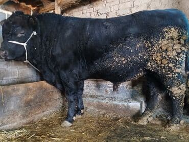 Продаю | Бык (самец) | Для разведения | Осеменитель at lalafo.kg Продаю | Бык (самец) | Для разведения | Осеменитель