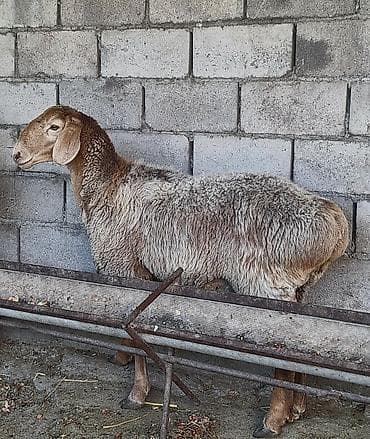 Продаю | Овца (самка) | Арашан at lalafo.kg Продаю | Овца (самка) | Арашан
