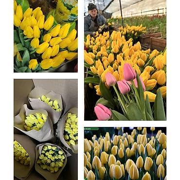 Дорогие друзья! В продаже голландские тюльпаны выращенные в наших lalafo.kg да — 8 Дорогие друзья! В продаже голландские тюльпаны выращенные в наших — 8