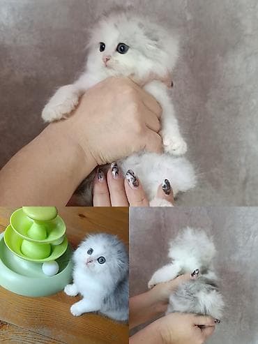 TagAZ: Продажа. Красивая девочка. Порода шотландская скотиш фолд хайленд at lalafo.kg — 1 TagAZ: Продажа. Красивая девочка. Порода шотландская скотиш фолд хайленд — 1