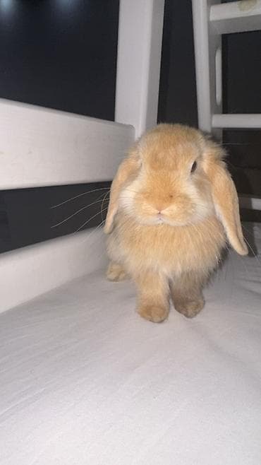 Порода: карликовый вислоухий кролик (мини-лоп). Окрас: тёплый at lalafo.kg Порода: карликовый вислоухий кролик (мини-лоп). Окрас: тёплый
