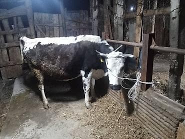 Продаю | Корова (самка) | Для молока | Привязанные at lalafo.kg Продаю | Корова (самка) | Для молока | Привязанные