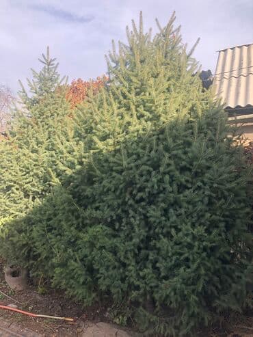 Саженцы деревьев: Ели, Самовывоз at lalafo.kg Саженцы деревьев: Ели, Самовывоз