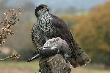 Алгыр куш сатып алам: кыргый, карчыга(чүйлү), жагалмай, турумтай. Ищу at lalafo.kg Алгыр куш сатып алам: кыргый, карчыга(чүйлү), жагалмай, турумтай. Ищу